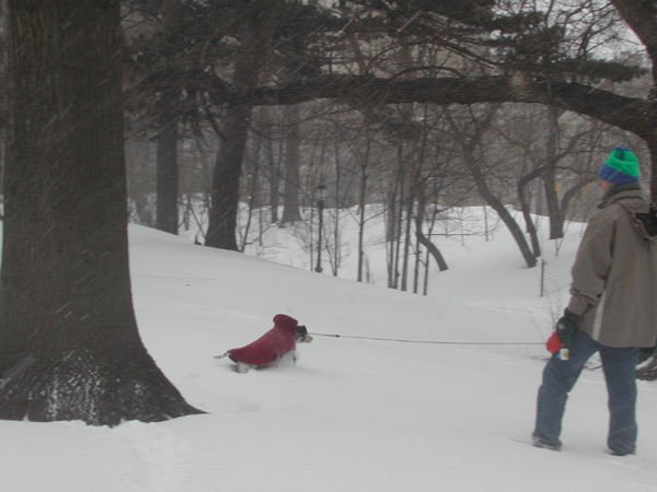 Blizzard15