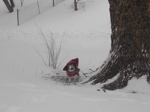 Blizzard17