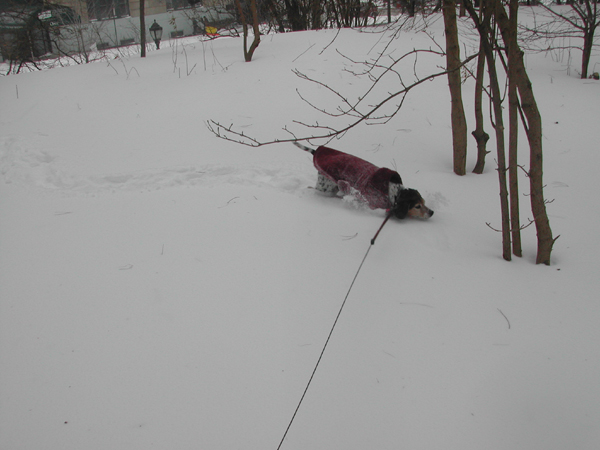 Blizzard19