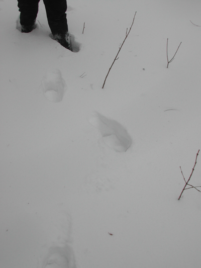 Blizzard21
