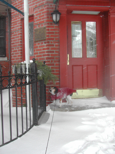 Blizzard23
