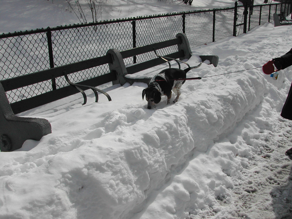 Blizzard32