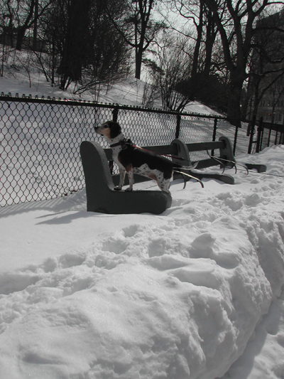Blizzard34