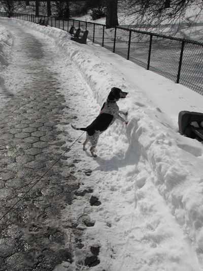 Blizzard35