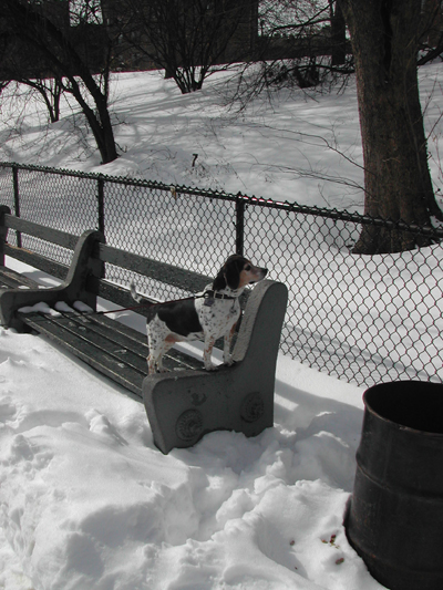 Blizzard36