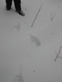 Blizzard21