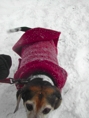 Blizzard22