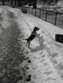 Blizzard35