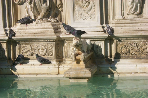 Siena12