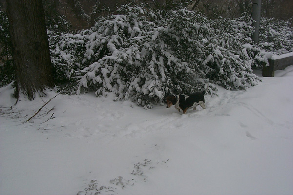 SnowyBush