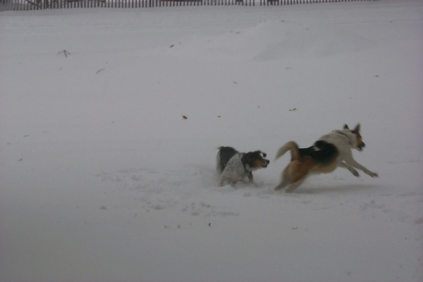 SnowyChase