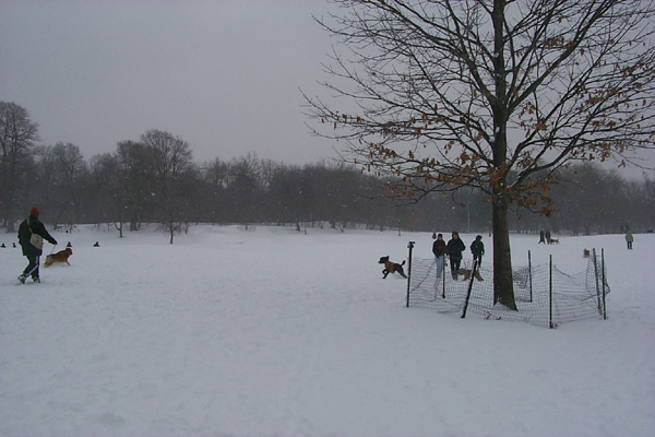 SnowyScene