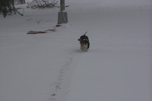 SnowySoph