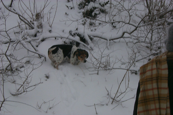 SnowySophBrambles