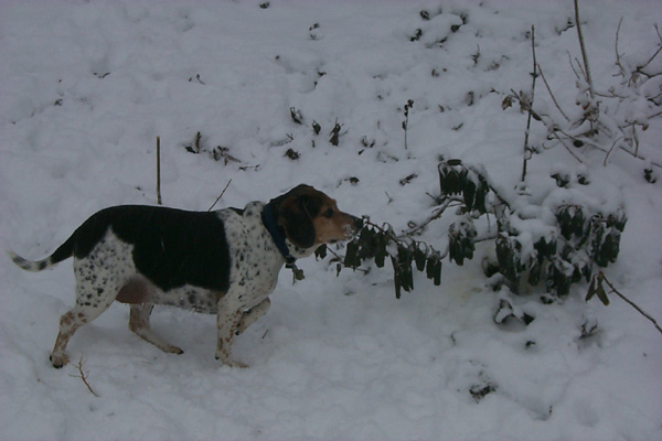 SnowySophPoints