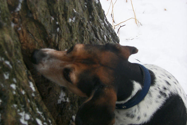 Sophiesniffstree