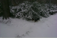 SnowyBush