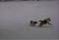 SnowyChase