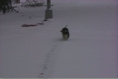 SnowySoph