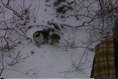SnowySophBrambles