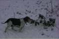 SnowySophPoints