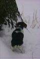 SnowySophSquirreler