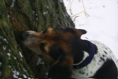 Sophiesniffstree